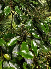 Trochodendron aralioides