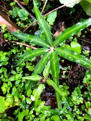 Paris polyphylla stenophylla