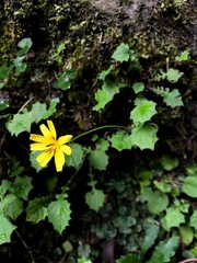 Lapsanastrum takasei