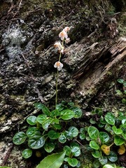 Pyrola morrisonensis