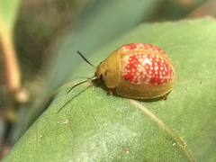 Paropsisterna fastidiosa
