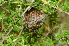 Polistes humilis humilis