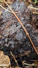 Fungi
