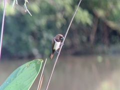 Lonchura leucogastroides