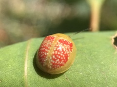 Paropsisterna fastidiosa