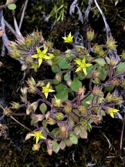 Sedum stellariifolium