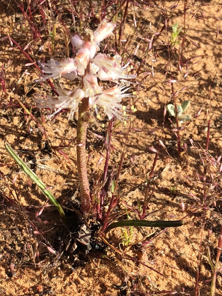 Lachenalia juncifolia, Central Karoo District Municipality, , WC, ZA