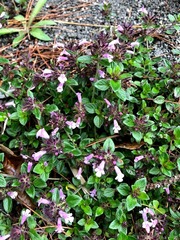 Clinopodium laxiflorum