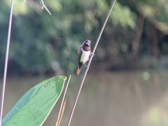 Lonchura leucogastroides