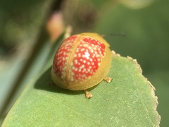 Paropsisterna fastidiosa