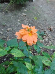 Crossandra
