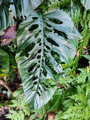 Monstera siltepecana