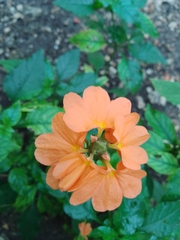 Crossandra
