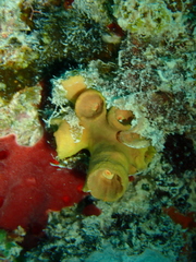 Tubastraea