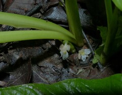 Stachyphrynium spicatum