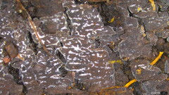 Fungi