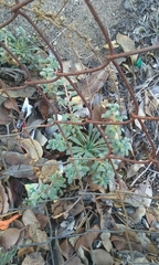 Camissoniopsis cheiranthifolia cheiranthifolia