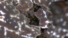Fungi
