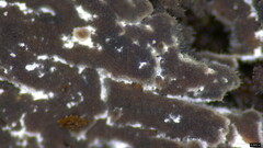 Fungi