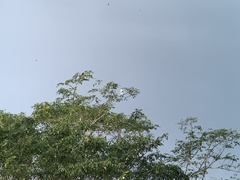 Ducula bicolor