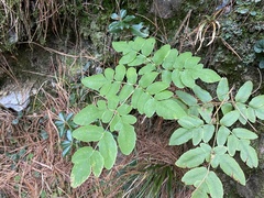 Osmunda japonica