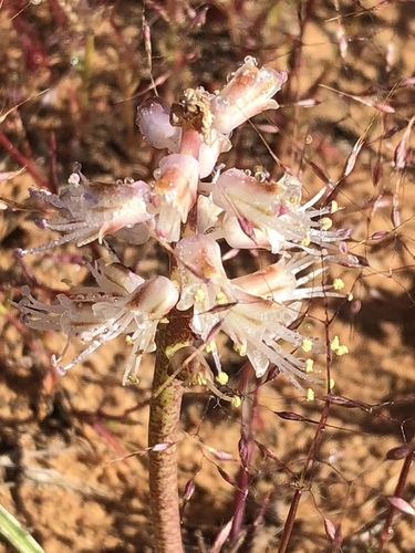 Lachenalia juncifolia