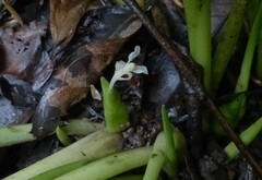 Stachyphrynium spicatum