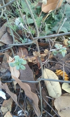 Camissoniopsis cheiranthifolia cheiranthifolia