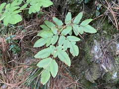Osmunda japonica