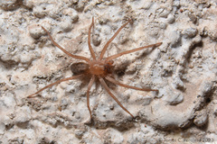 Asthenoctenus borellii