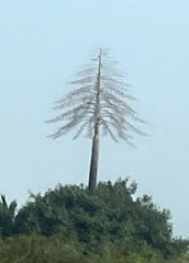 Corypha umbraculifera