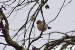 Aphelocephala leucopsis