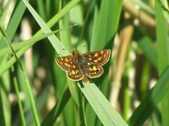 Carterocephalus skada