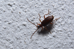 Statira