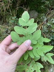 Osmunda japonica
