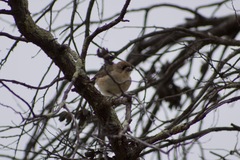 Aphelocephala leucopsis