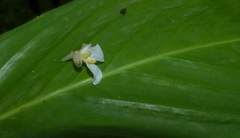 Stachyphrynium spicatum