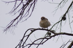 Aphelocephala leucopsis