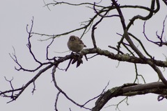 Aphelocephala leucopsis