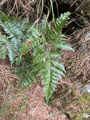 Dryopteris formosana