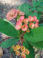 Euphorbia milii