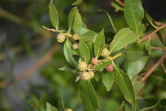 Conocarpus erectus