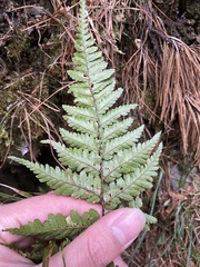 Dryopteris formosana