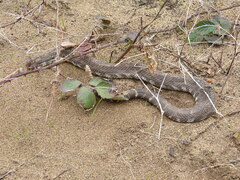Crotalus oreganus