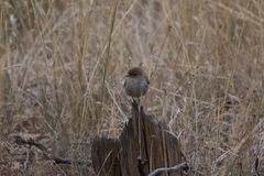 Malurus