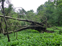 Stachyphrynium spicatum