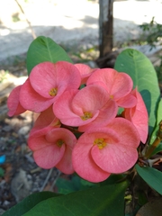 Euphorbia milii