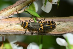 Chauliognathus fernshawensis