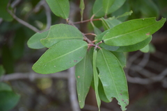 Conocarpus erectus