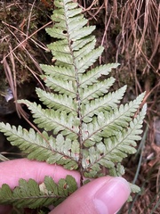 Dryopteris formosana